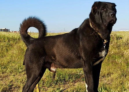تصویر سرابی (Persian mastiff)